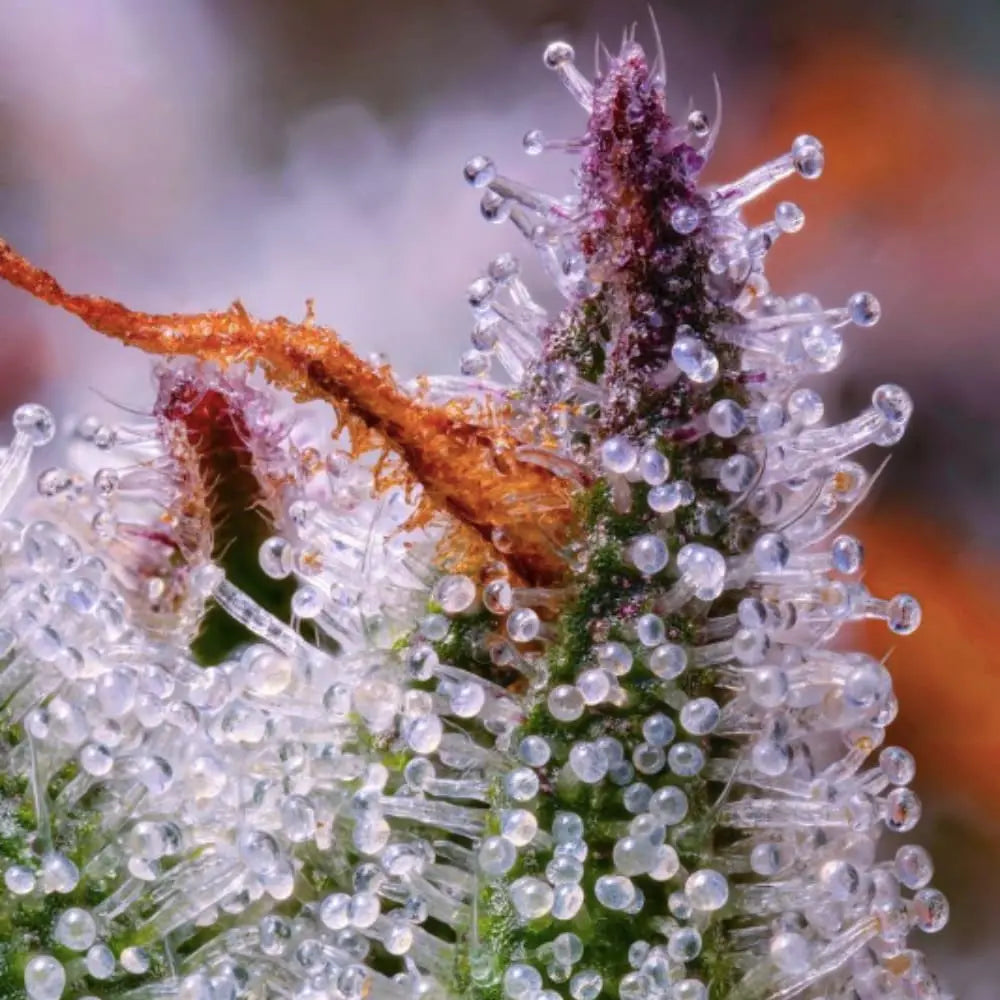 THCa-c-est-Quoi Yolka