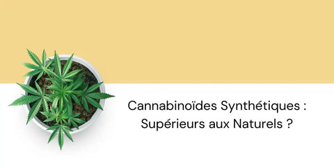 Cannabinoïdes-Synthétiques-Supérieurs-aux-Naturels Yolka