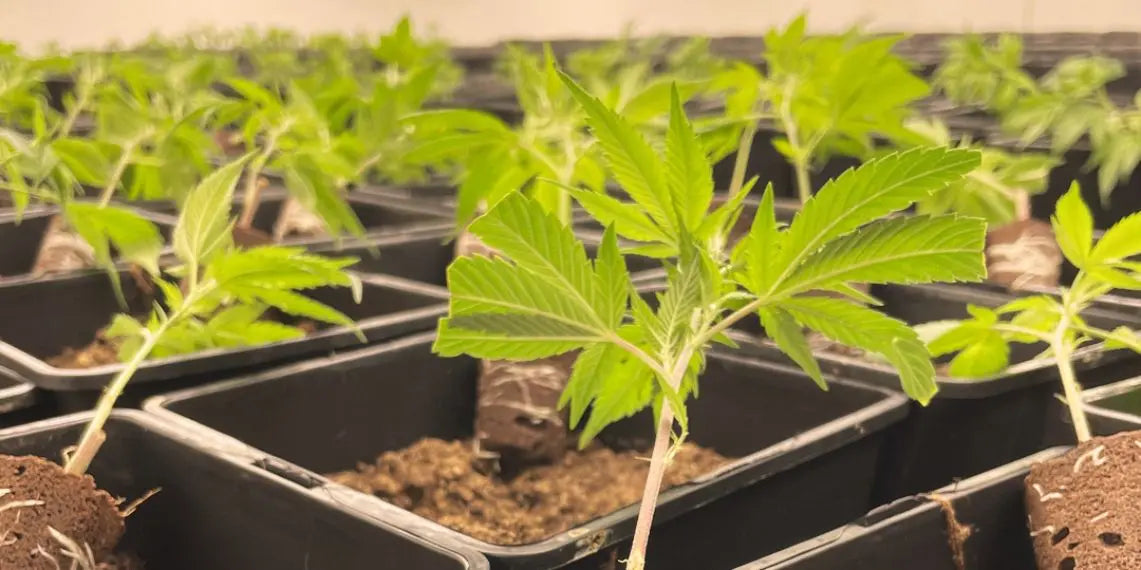 Environnement : Une production responsable Yolka