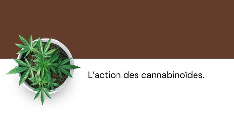 Pot de plant de cannabis