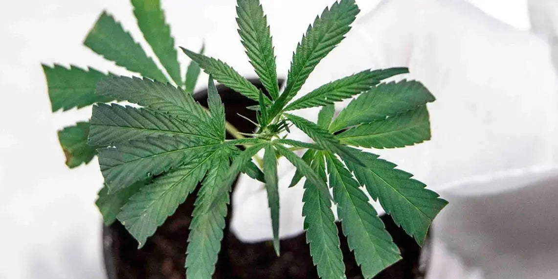 Une évolution économique : Le cannabis légal en perspective Yolka