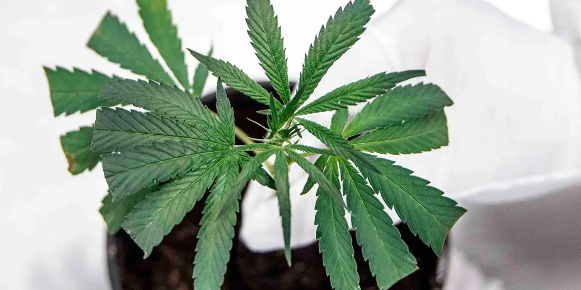Une évolution économique : Le cannabis légal en perspective Yolka