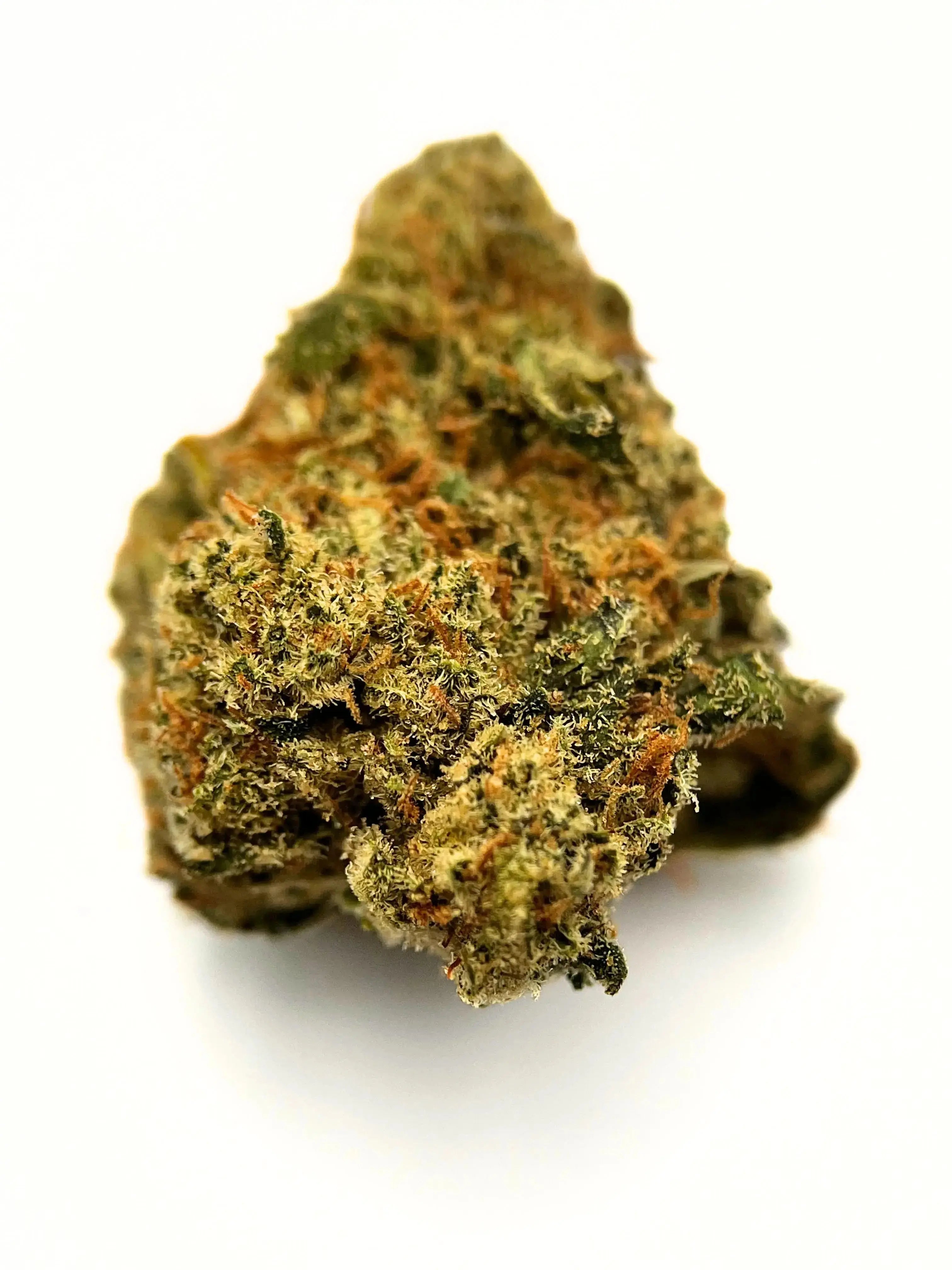 Amnesia Yolka